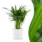 Areca Lutescens - Goudpalm met witte pot, plant in pot