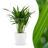 Areca Lutescens - Goudpalm met witte pot
