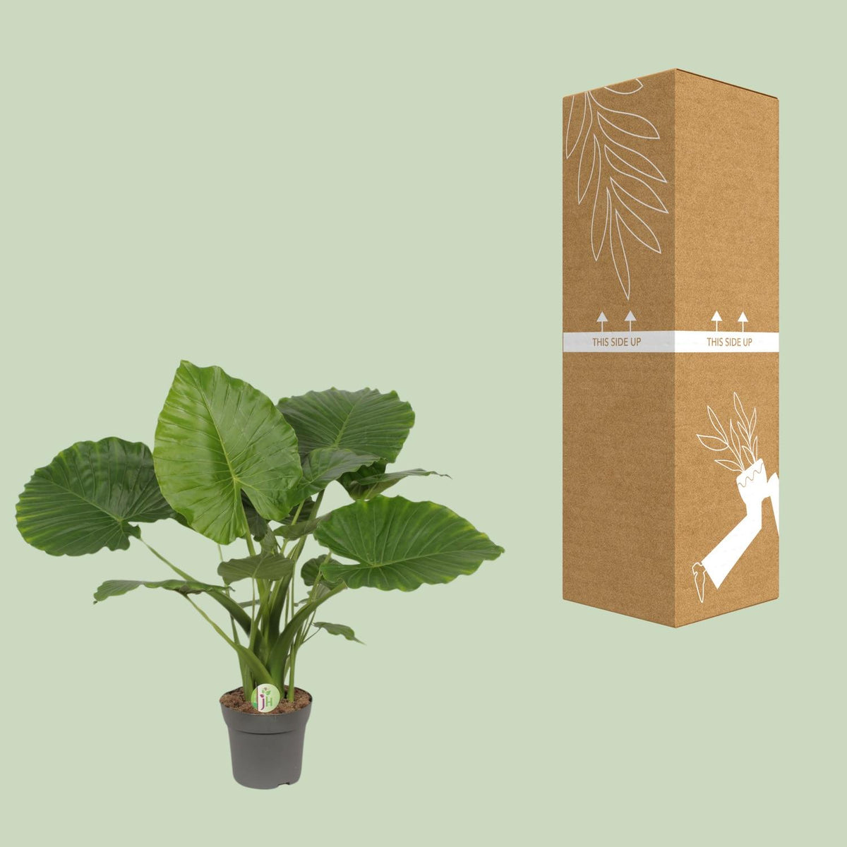 Detailfoto van Alocasia Gageana California