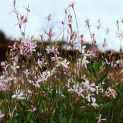 Gaura l. &