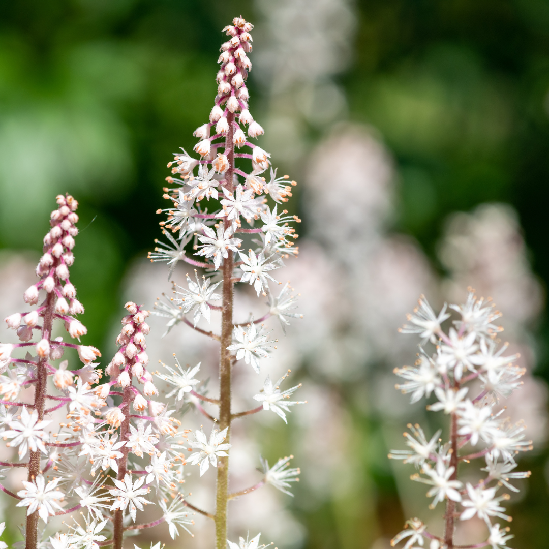 Tiarella cordifolia, plant in pot