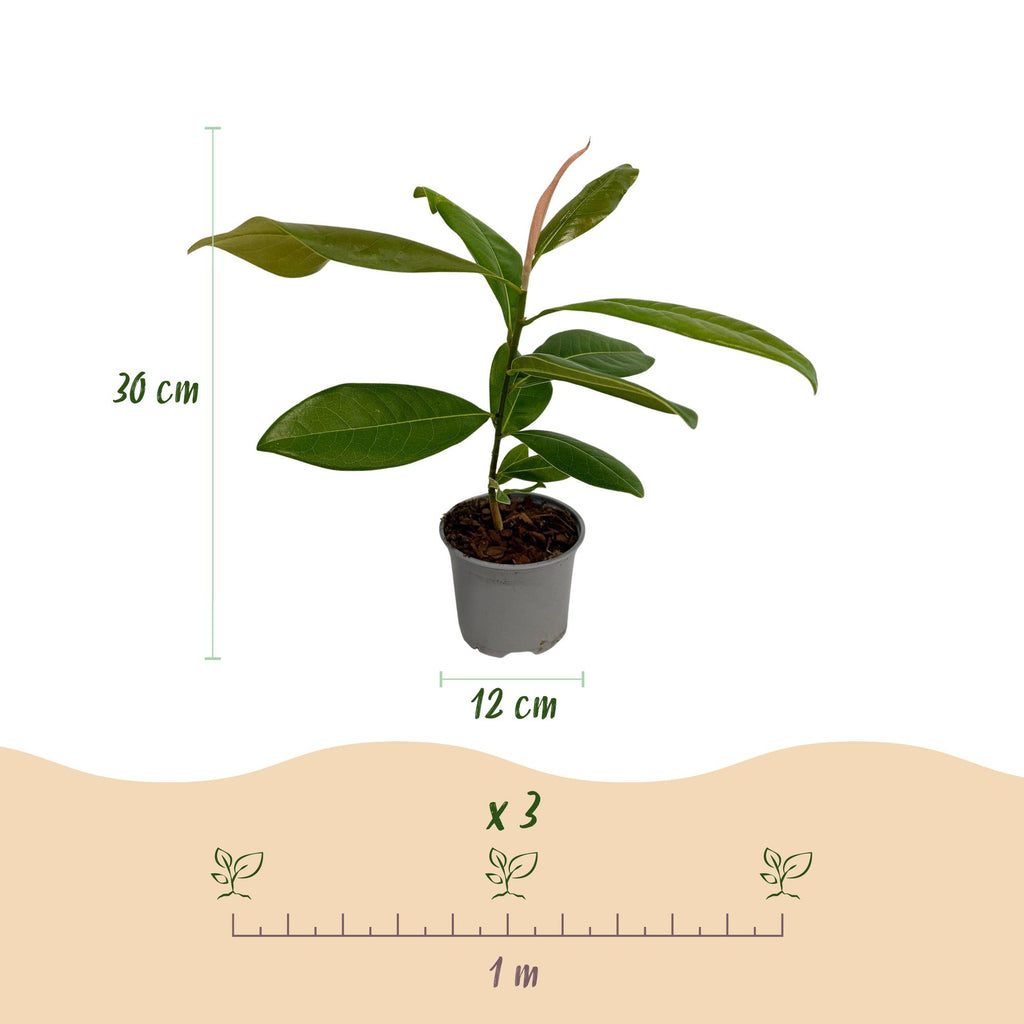 Magnolia grandiflora, groene bladeren