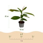 Magnolia grandiflora, groene bladeren