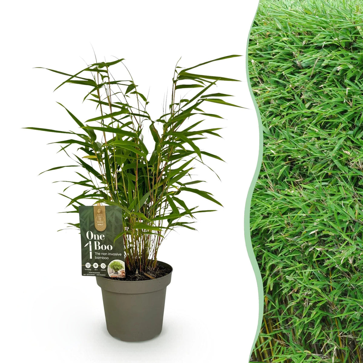 Fargesia rufa, 35 cm hoog, plant in pot