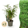 Fargesia rufa, 35 cm hoog