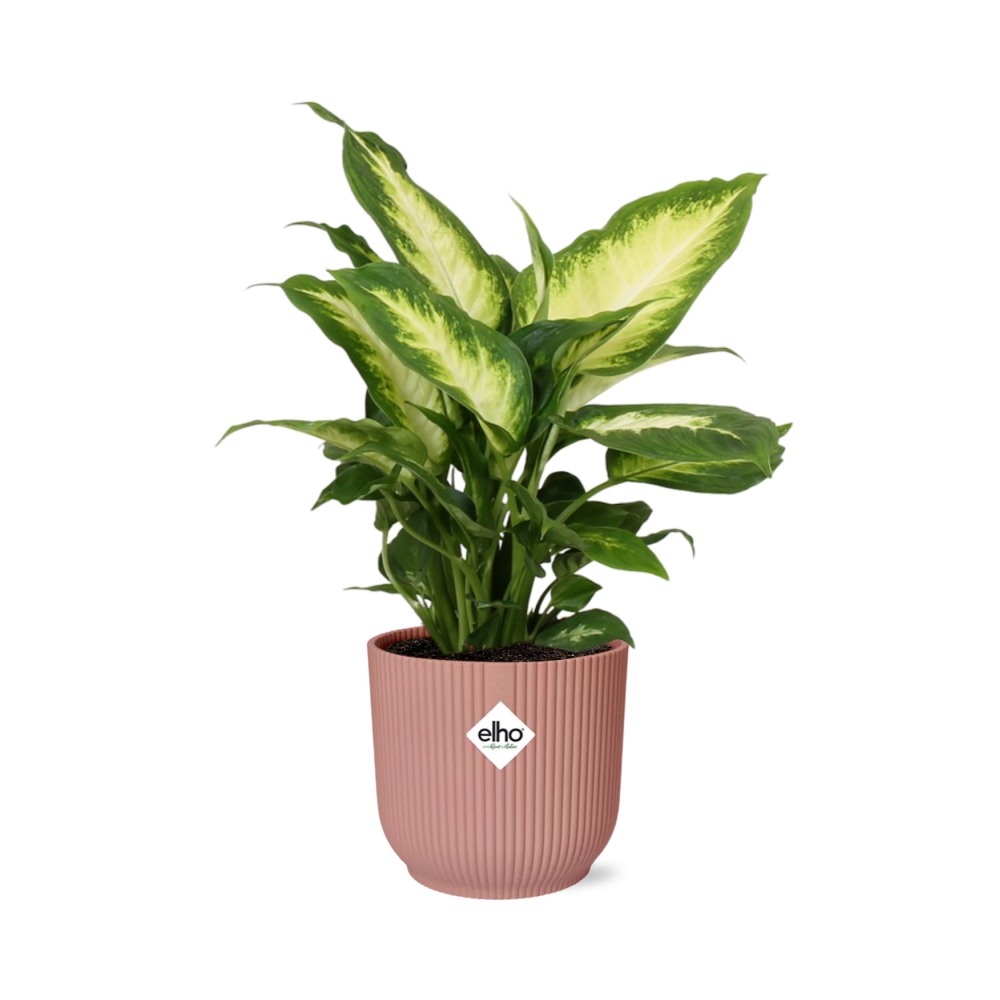 Detailfoto van Dieffenbachia ‘Camilla’ in ELHO Vibes Fold 14cm roze
