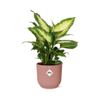 Detailfoto van Dieffenbachia ‘Camilla’ in ELHO Vibes Fold 14cm roze