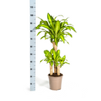 Dracaena Fragrans Massangeana met mand, gezonde plant