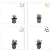 Lavandula int. &