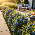Honingbes Lonicera caerulea Kamtschatica, plant in pot