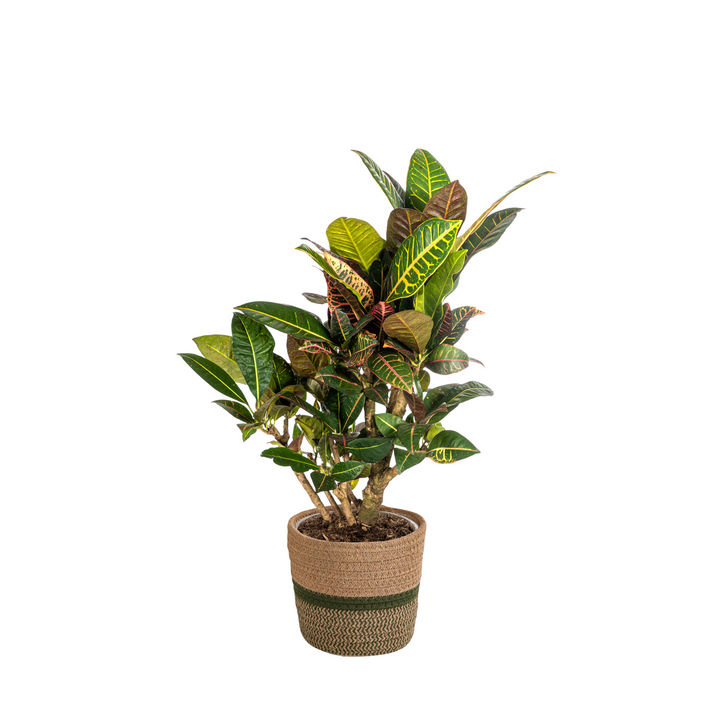 Codiaeum &