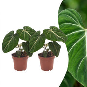 Philodendron Gloriosum