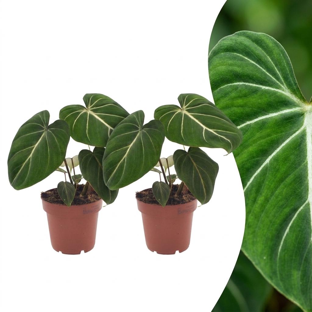 Philodendron Gloriosum, detail van het blad