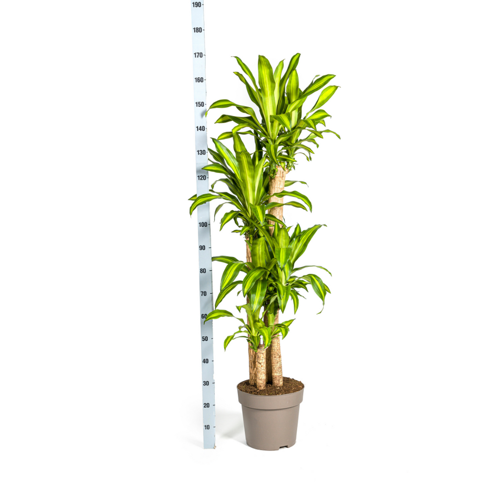 Dracaena Fragrans Massangeana, groeiwijze van de plant