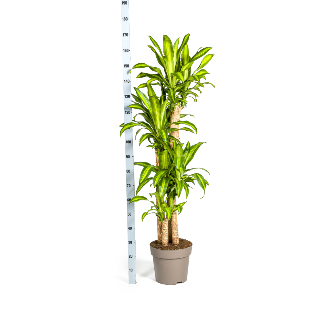 Dracaena Fragrans Massangeana, groeiwijze van de plant