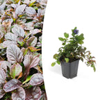 Ajuga reptans, detail van het blad