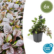 Ajuga reptans