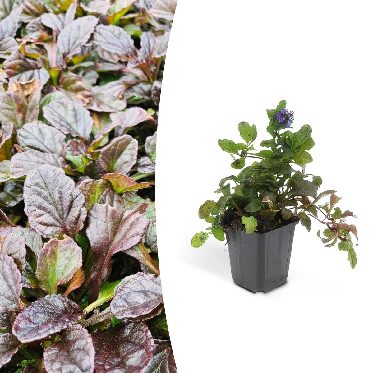 Ajuga reptans, detail van het blad