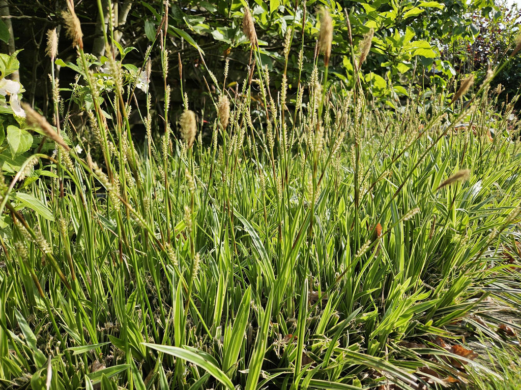 Carex morrowii 'Aureovariegata', sierlijke plant