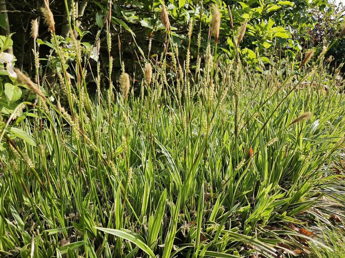 Carex morrowii 'Aureovariegata', sierlijke plant