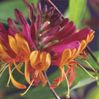 Lonicera heckrottii Goldflame, detail van het blad