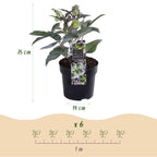 Lenten rose Helleborus sternii Silver Dollar, groene bladeren