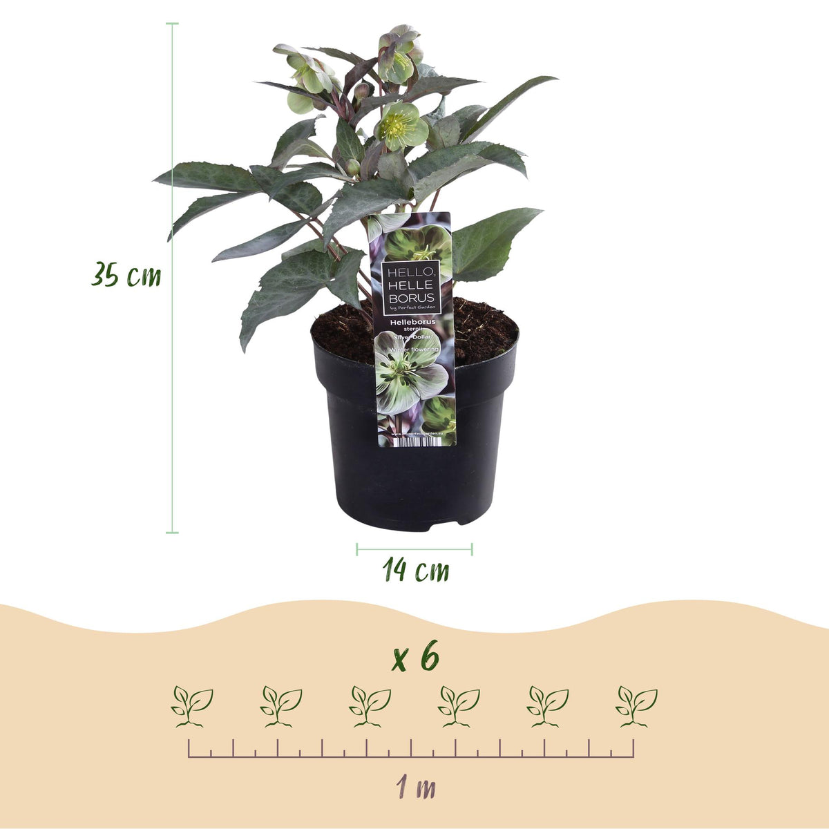Lenten rose Helleborus sternii Silver Dollar, groene bladeren