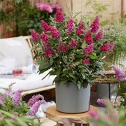 3x Buddleja davidii Butterfly Candy Little Ruby