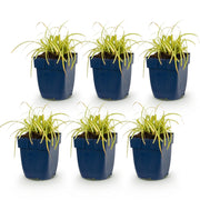 Carex oshimensis Evergold - Japanse Zegge - Groenblijvend - Geel-Groen - 6 Planten