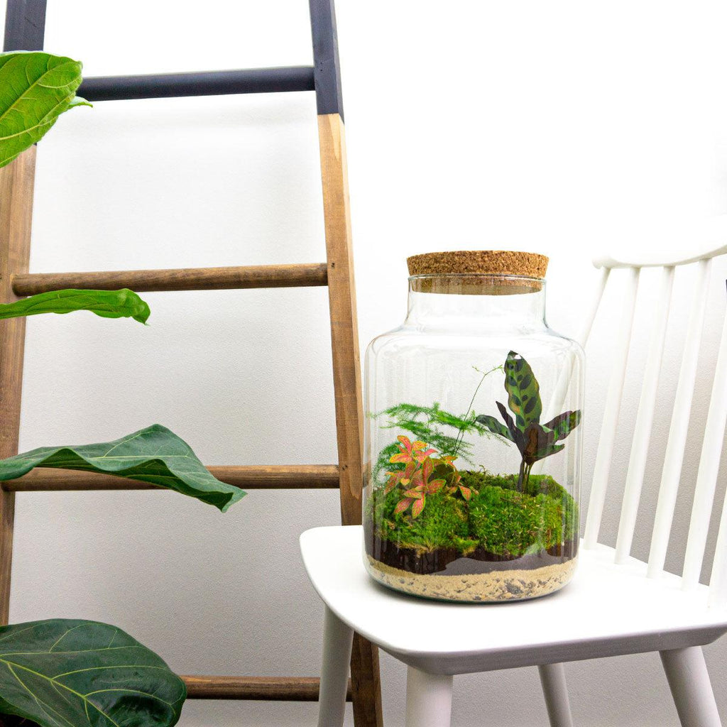 Productfoto van DIY Planten terrarium met licht - Milky - Zonder gereedschap
