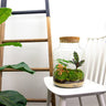 DIY Planten terrarium met licht - Milky - Zonder gereedschap