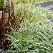 6 x Carex hachijoensis &