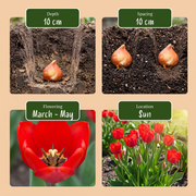 Bloembollen uit Holland, Bulbs From Holland, foto 3