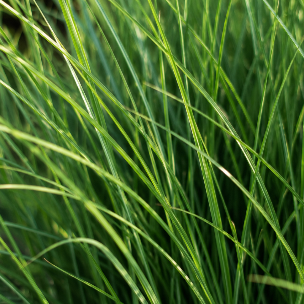 Vingergras Northwind, sterk opgaand siergras, compacte plant