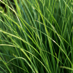 Vingergras Northwind, sterk opgaand siergras, compacte plant