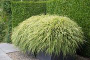 Hakonechloa macra
