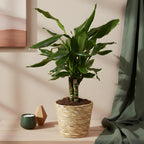 Dracaena fragrans Steudneri, plant in pot