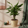 Dracaena fragrans Steudneri