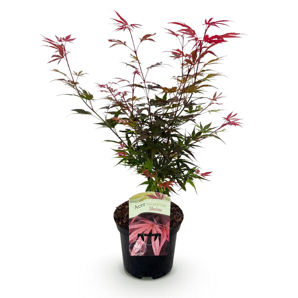Japanse esdoorn Acer palmatum Shaina, groene bladeren