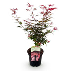 Japanse esdoorn Acer palmatum Shaina, groene bladeren