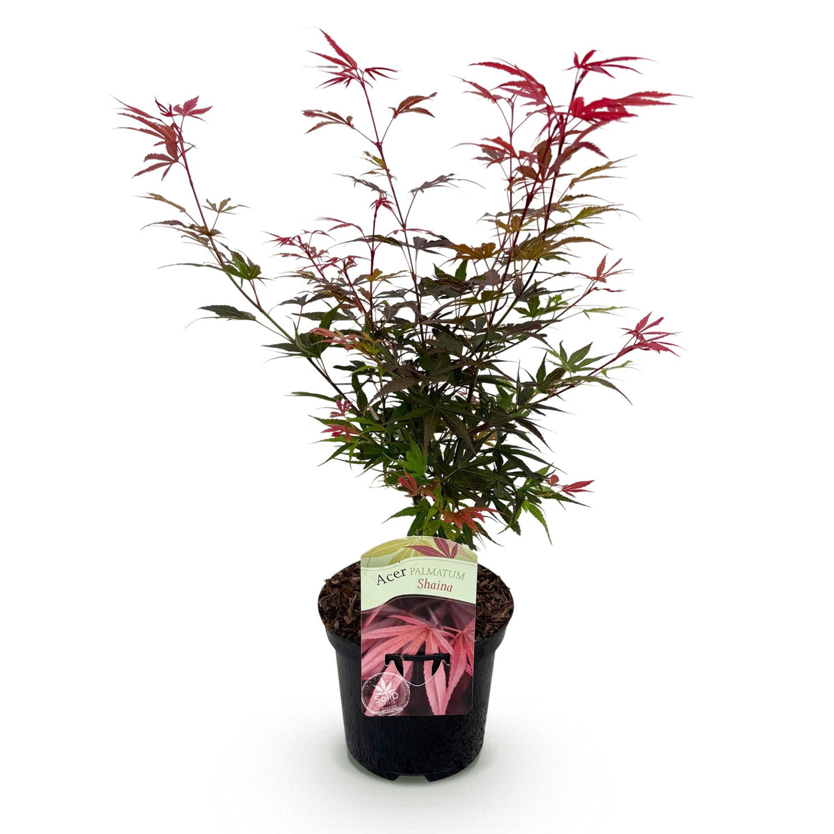 Japanse esdoorn Acer palmatum Shaina, groene bladeren