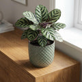 Mini plantenpot met reliëf, keramiek in groen, Ø7 cm, plant in pot
