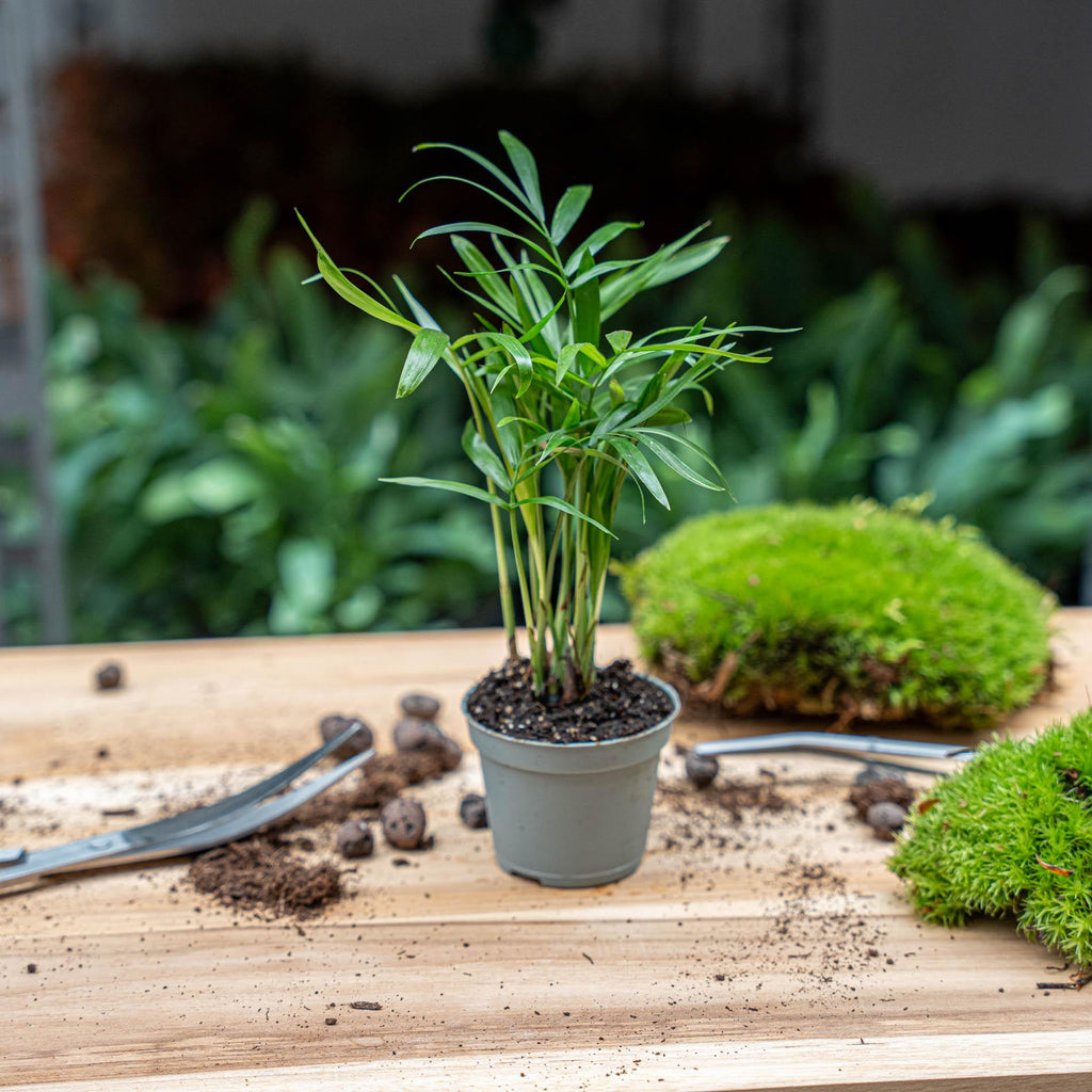 Chamaedorea elegans 'Baby', parlour palm voor terrarium, plant in pot