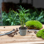 Chamaedorea elegans 'Baby', parlour palm voor terrarium, plant in pot