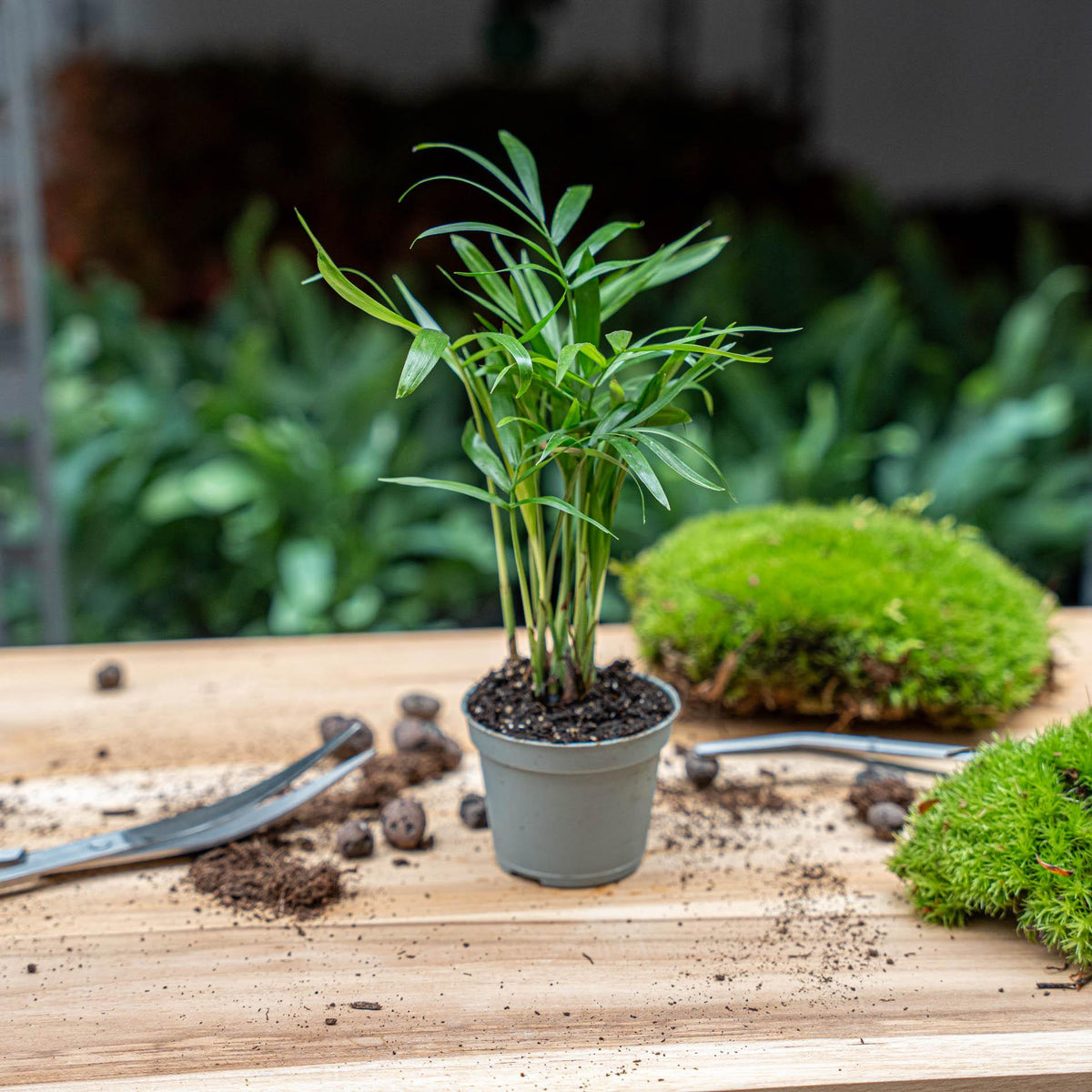 Chamaedorea elegans 'Baby', parlour palm voor terrarium, plant in pot