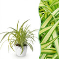 Chlorophytum comosum Variegatum met witte pot, plant in pot