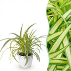 Chlorophytum comosum Variegatum met witte pot, plant in pot