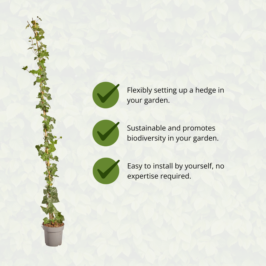 Hedera hibernica, gestokte klimop, 150-175 cm, groene bladeren