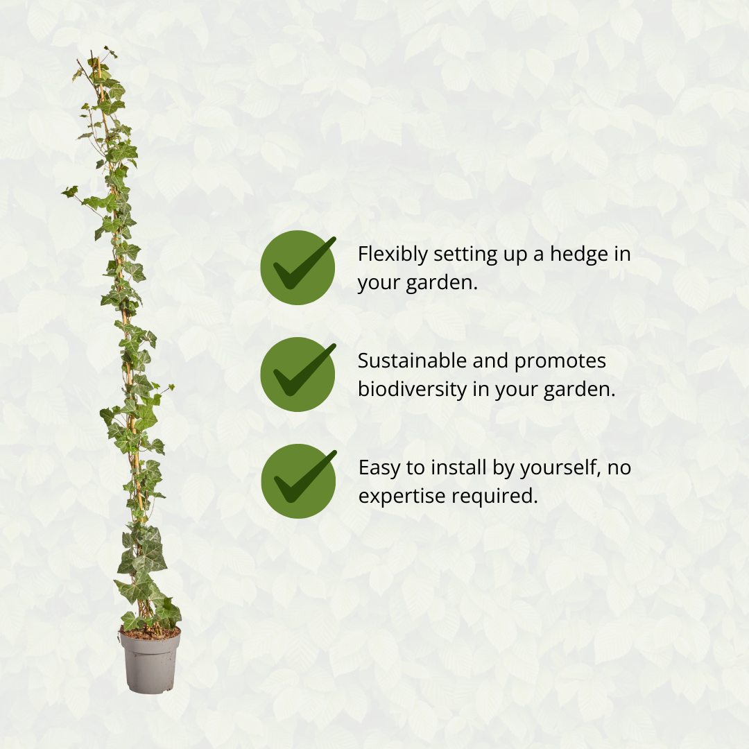 Hedera hibernica, gestokte klimop, 150-175 cm, groene bladeren