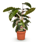 Calathea Rufibarba, 55-60 cm hoog, compacte plant